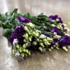 LISIANTHUS BLÅ ALISSA